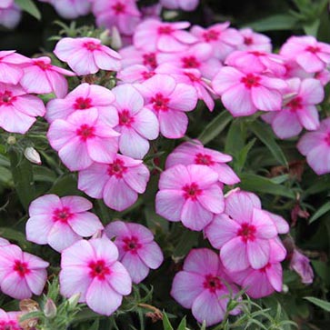 Gisele Pink Annual Phlox