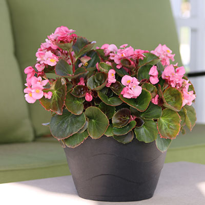 A Shopper’s Guide to Begonias