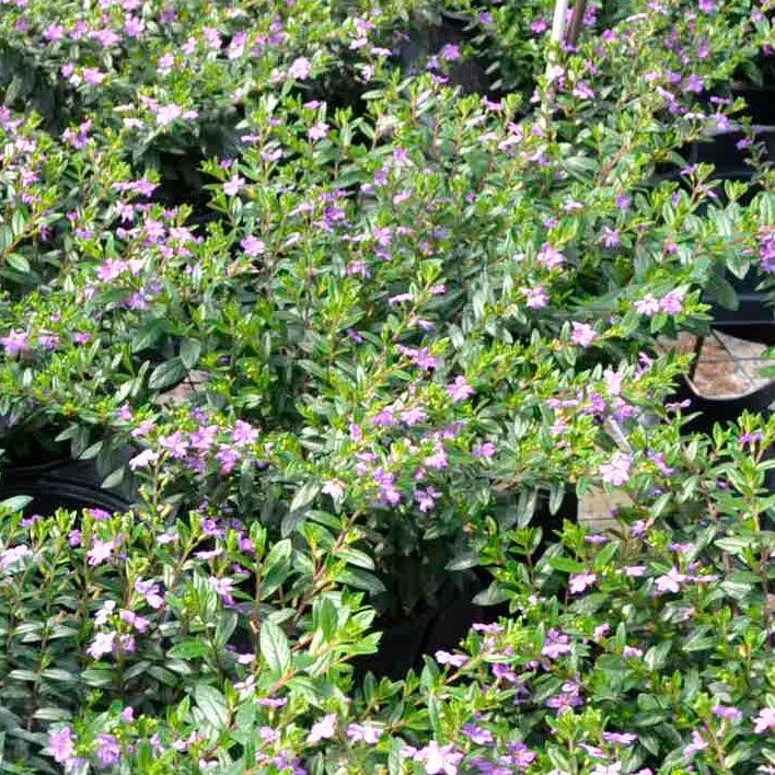 Floriglory Alonso Mexican Heather