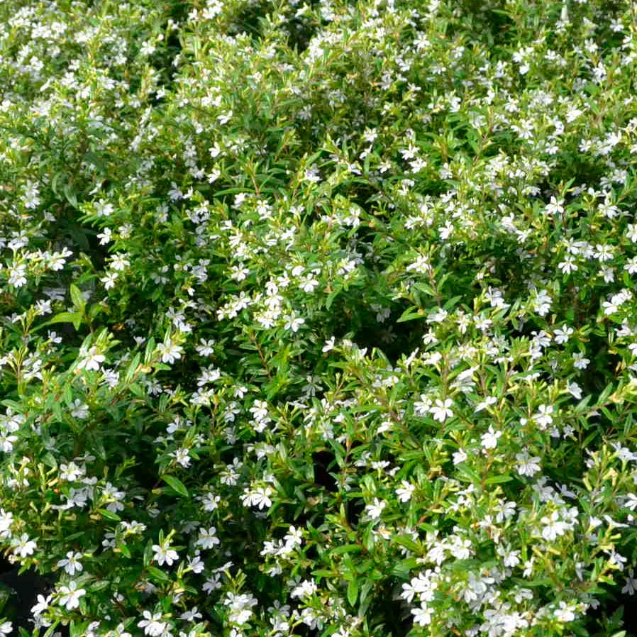 Floriglory Maria Mexican Heather