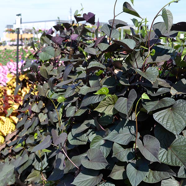 SolarTower Black Sweet Potato Vine