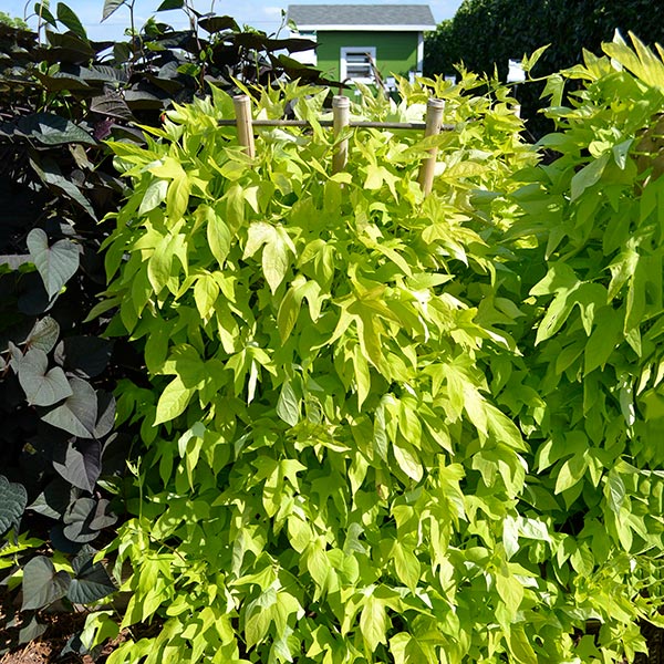 SolarTower Lime Sweet Potato Vine