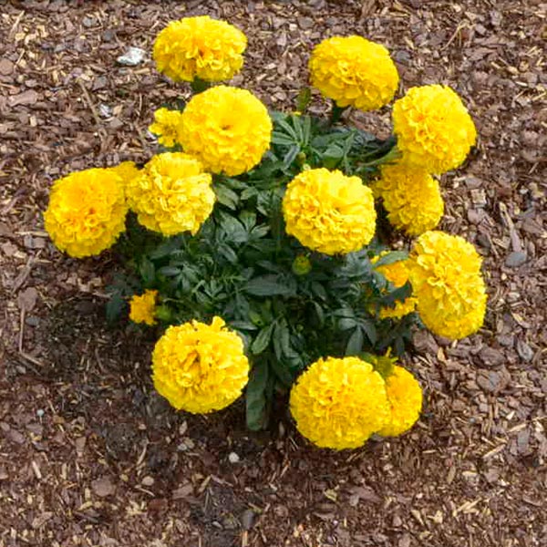 Proud Mari Gold African Marigold