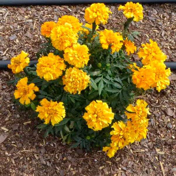 Proud Mari Orange African Marigold