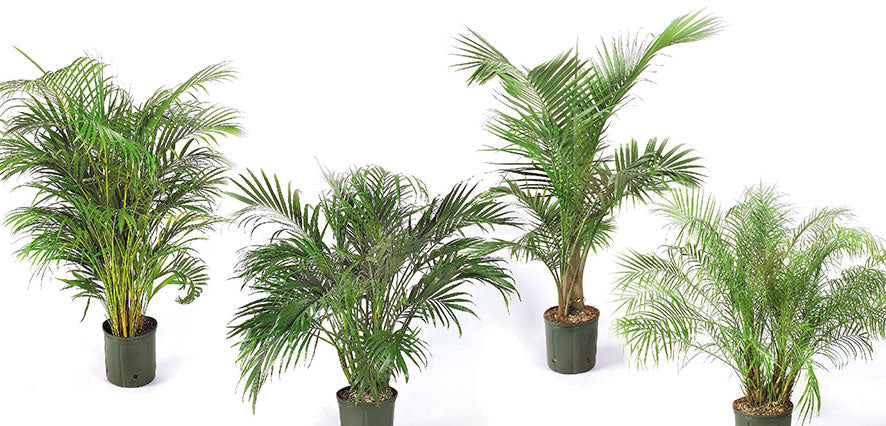 Mini-palm, ca. 6 cm, zakje à 3 st