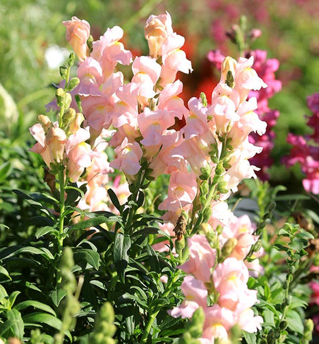 Easy-Care Annuals for Every Season