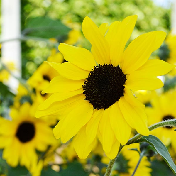 Sunfinity Sunflower