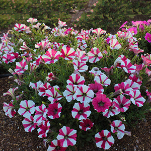 10 Proyectos para el Jardín Durante el Mes de Marzo