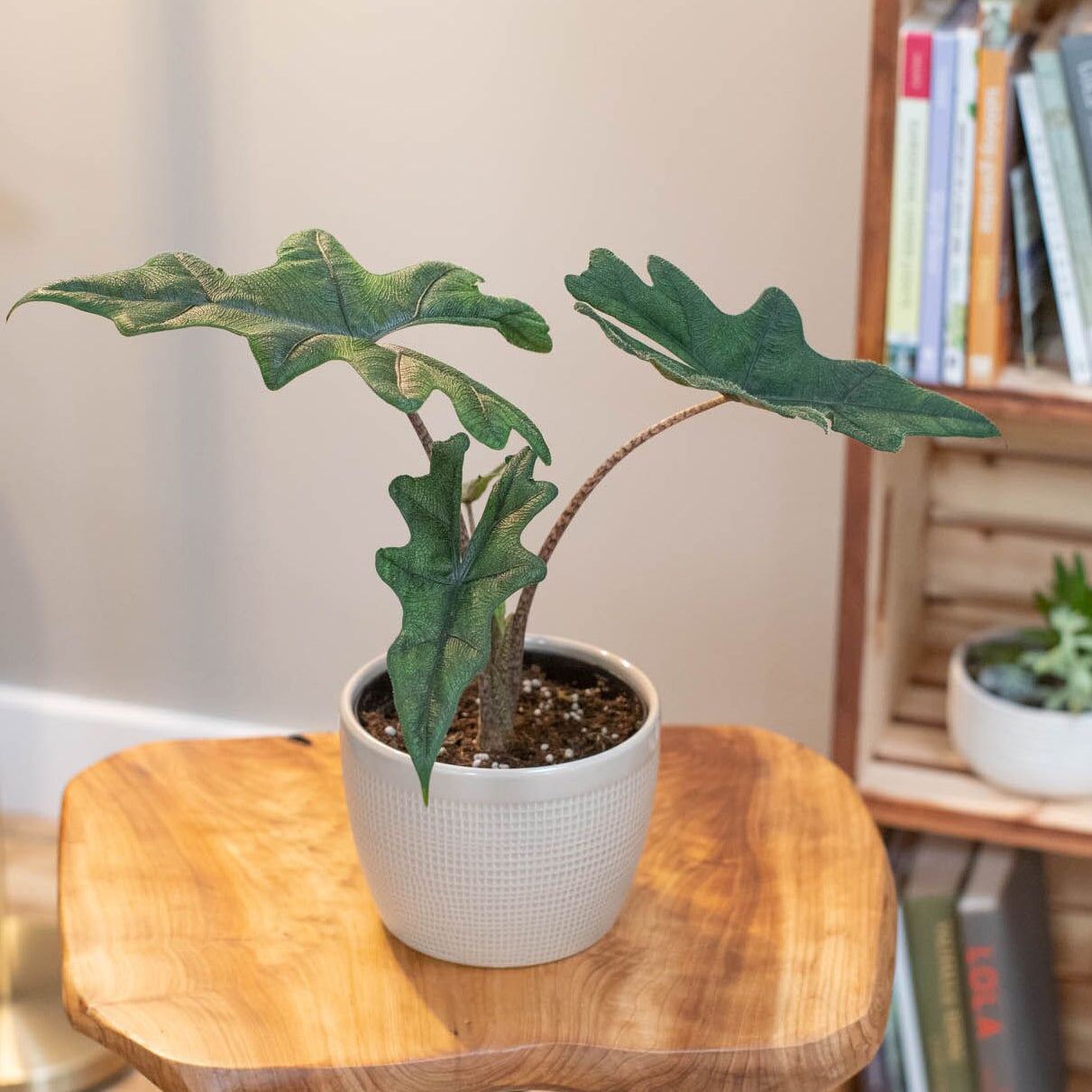 Alocasia Jacklyn Care Guide: How to Grow It Indoors  Costa Farms