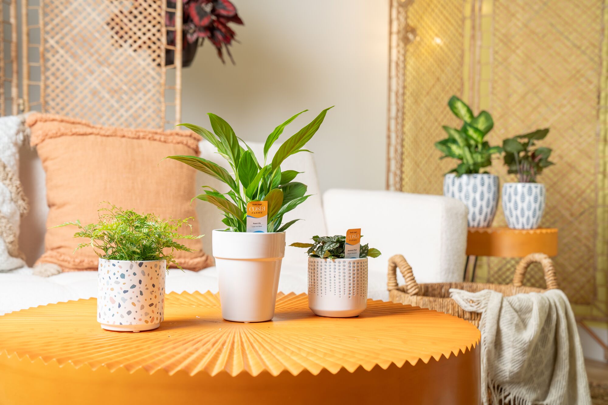 where to buy lucky bamboo plants near me Jumbo Ceramic Lucky Bamboo Elephant Live Plant  Houseplants New York LLC