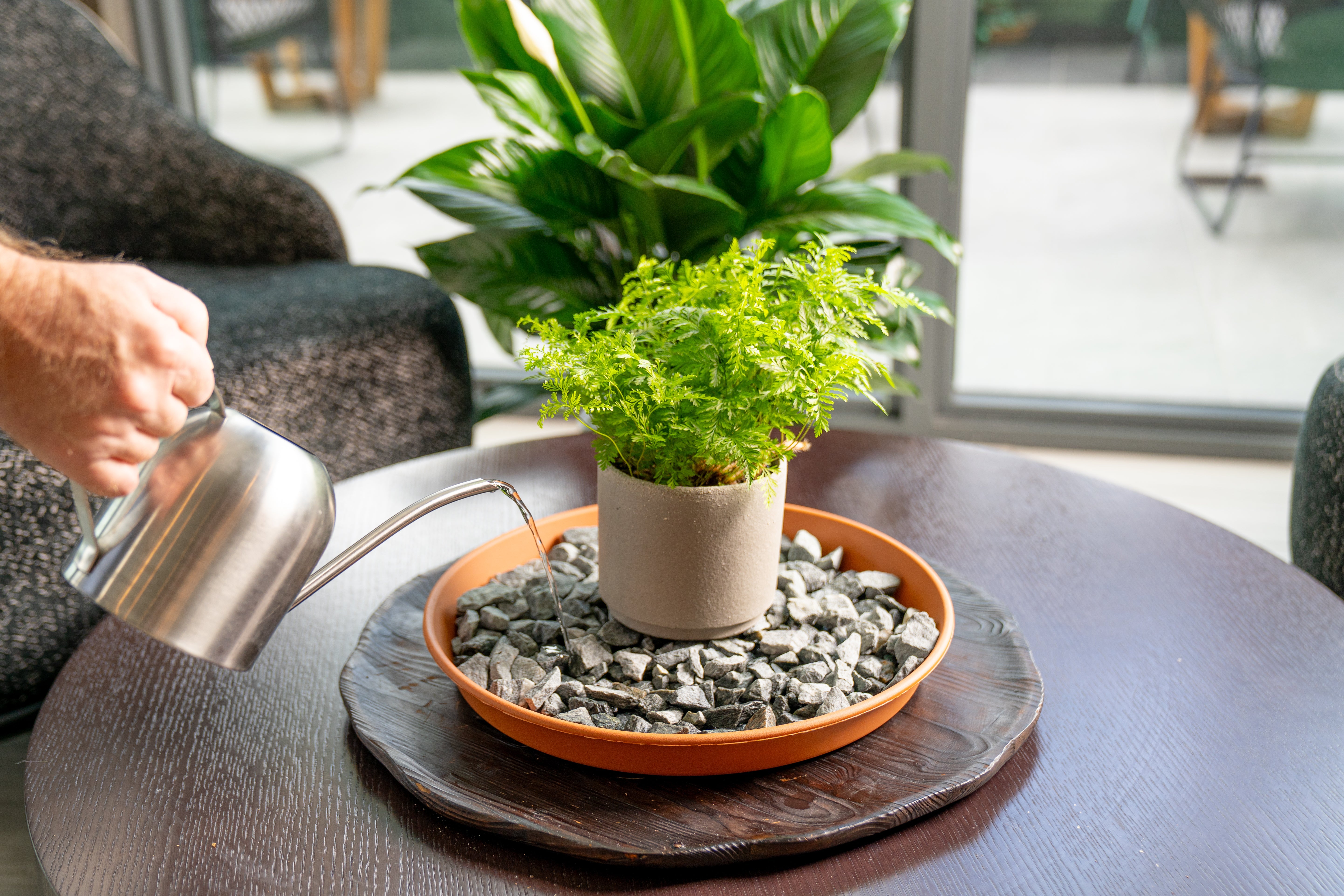 Add Humidity the Natural Way  Costa Farms