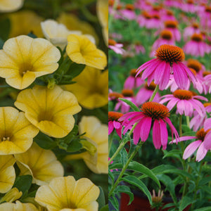 Perennials and Annuals: What's the Difference?
