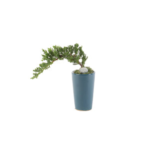 A Shopper’s Guide to Buying Bonsai