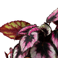 5 razones para amar a las begonias