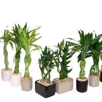 5 razones para amar el Bambú de la Buena Suerte