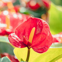 5 razones para tener un Anthurium