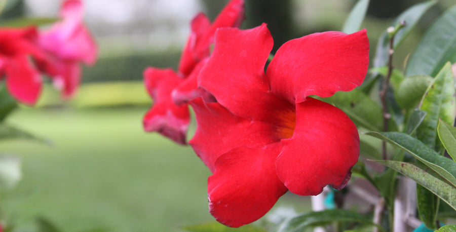All Decked Out With Mandevilla