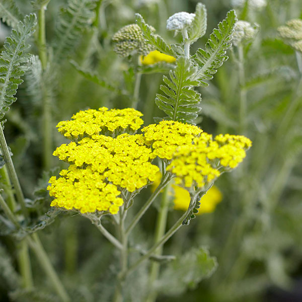 Moonshine Yarrow