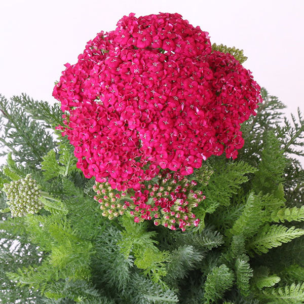Saucy Seduction Yarrow