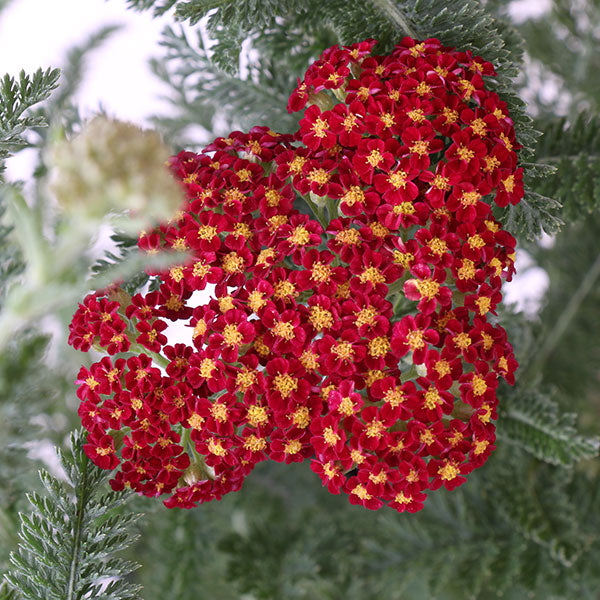 Strawberry Seduction Yarrow