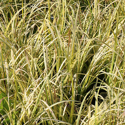 Golden Sweet Flag