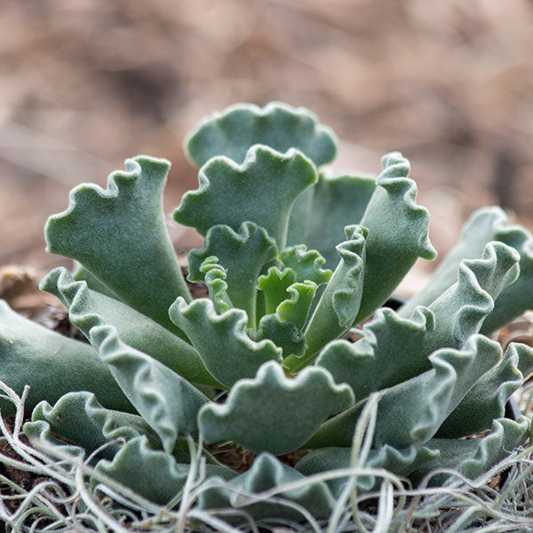 Crinkle-Leaf Plant