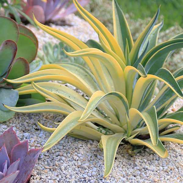 Variegated Smooth Agave