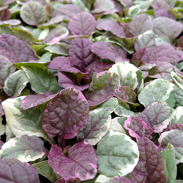 Burgundy Glow Ajuga