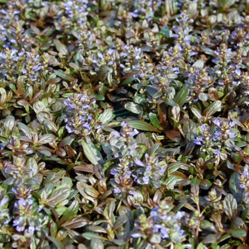 Chocolate Chip Ajuga