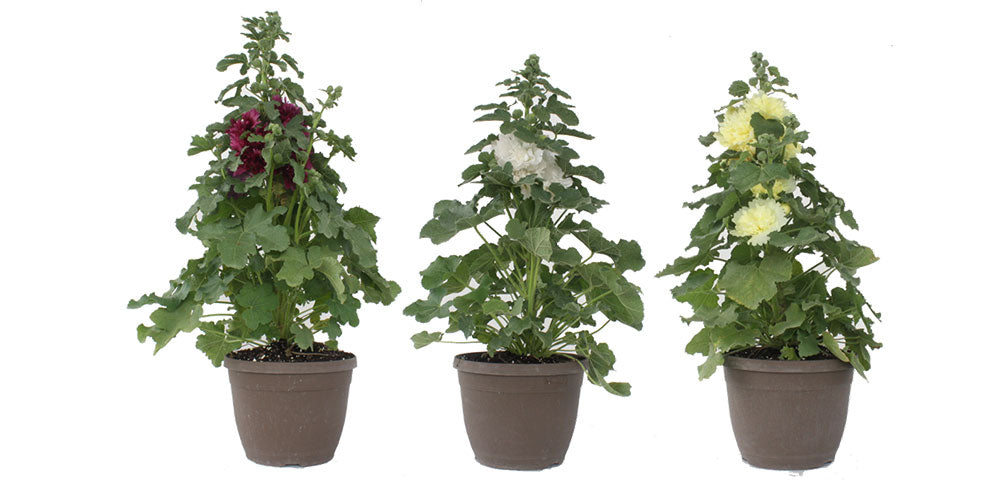 outdoor plant pot hangers Hanging Planters  Stylish Indoor & Outdoor Plant Holders  Urbane Eight  Inc