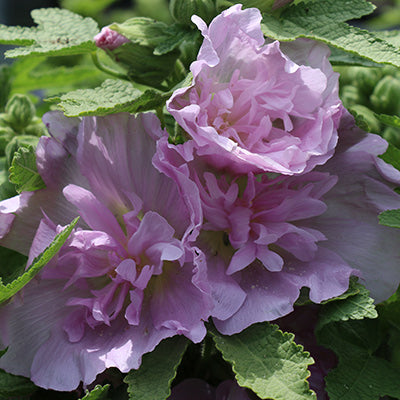 Spring Celebrities Lilac Hollyhock