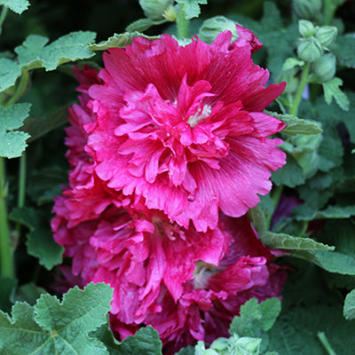 Spring Celebrities Pink Hollyhock