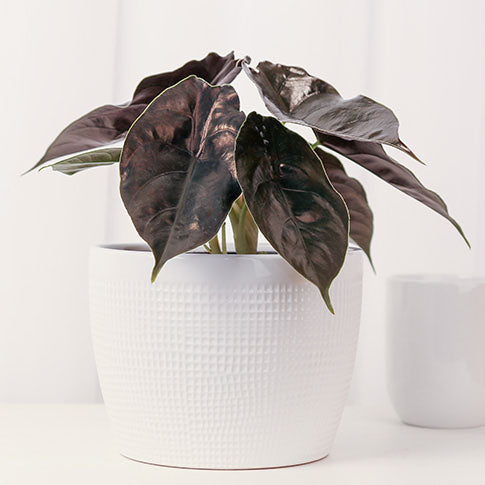 Alocasia azlanii