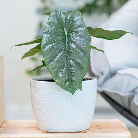 Alocasia Corazon