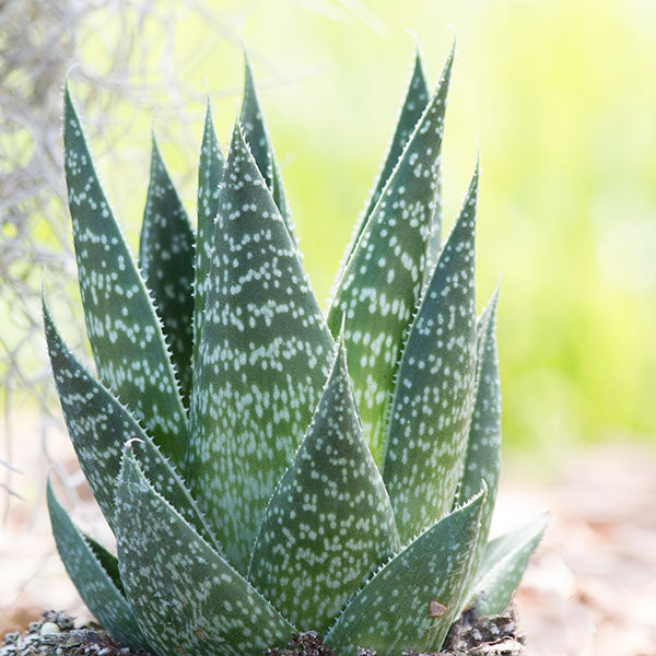 Lace Aloe