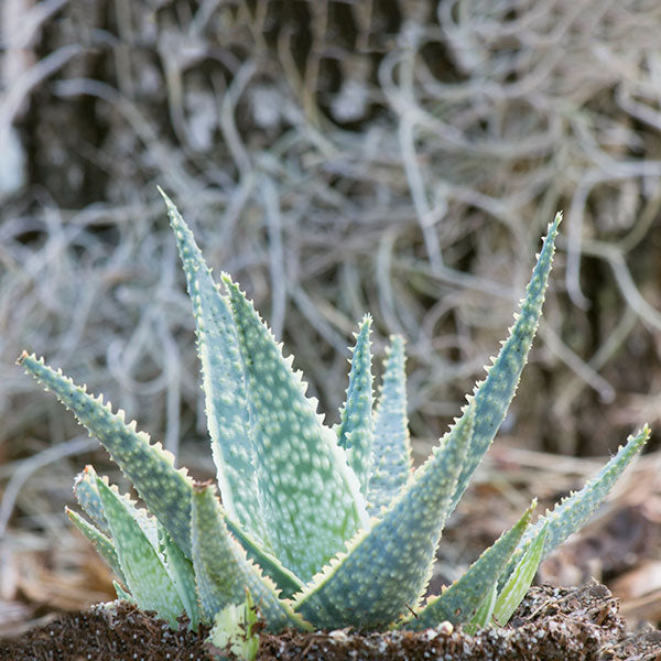 Aloe 'Bright Star'