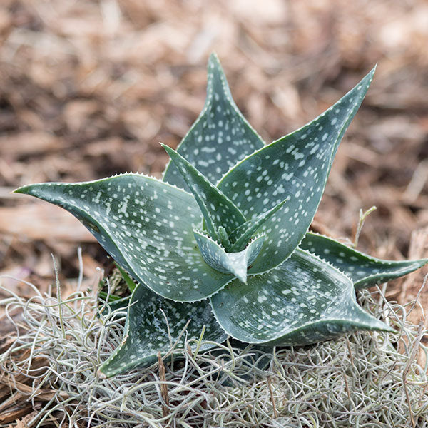 Cha Cha Aloe