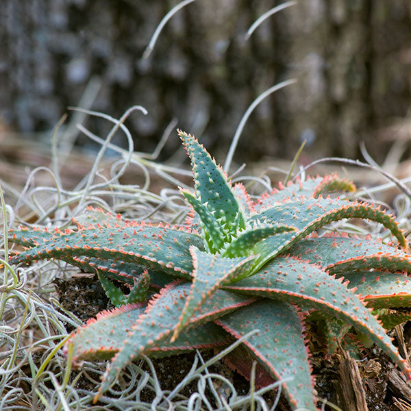 Aloe 'Christmas Carol'