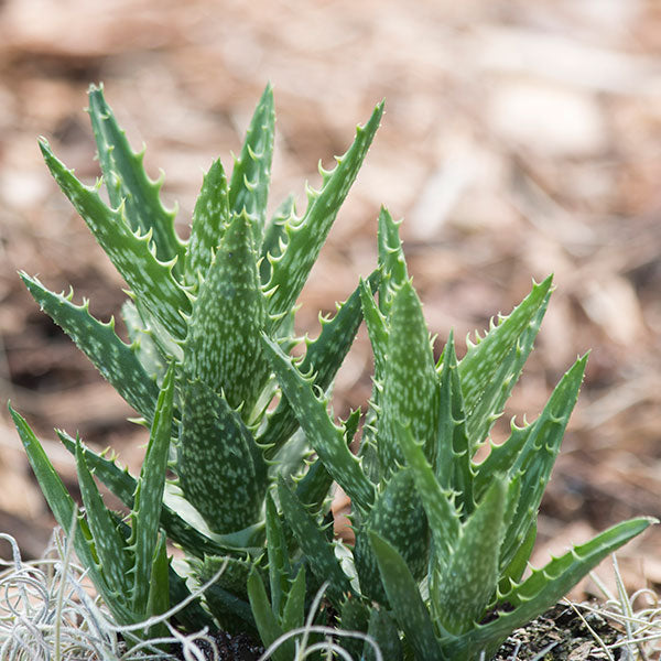 Tiger Tooth Aloe