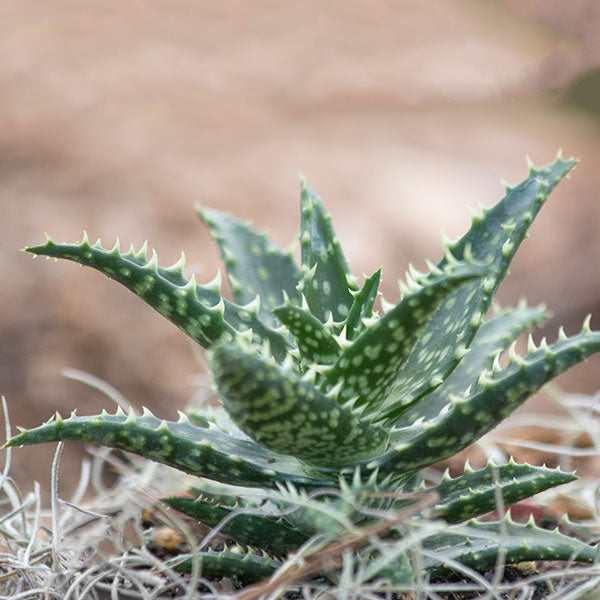Aloe 'Minibelle'