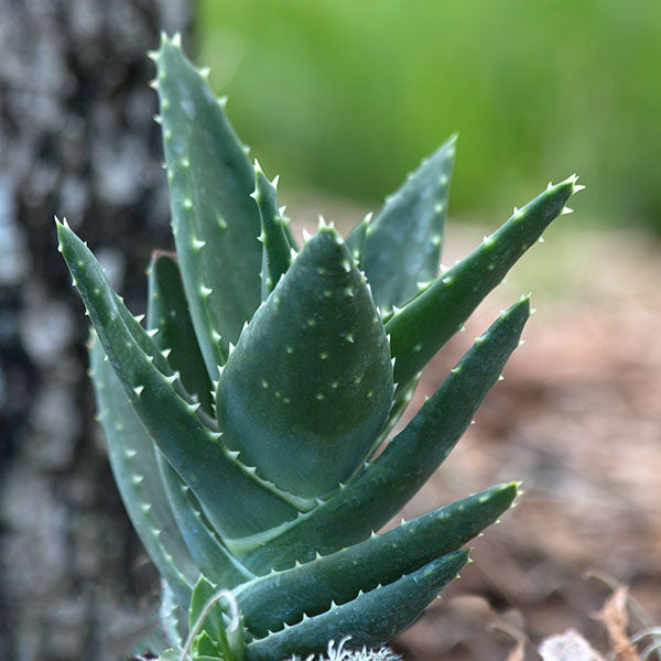 Aloe nobilis