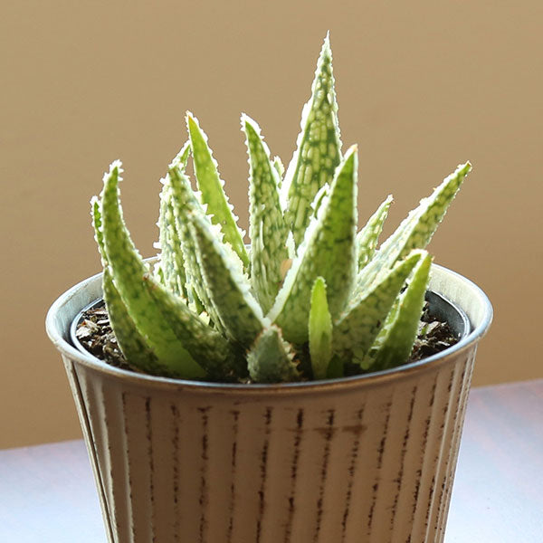 White Lightning Aloe