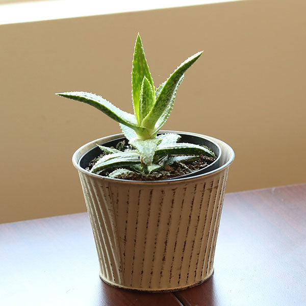 climbing aloe on a window sill