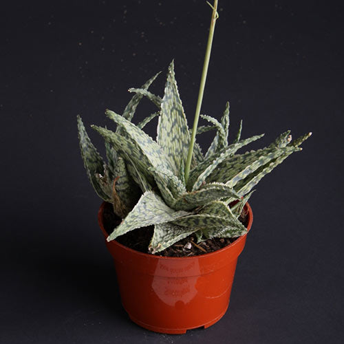 Doran Black Aloe