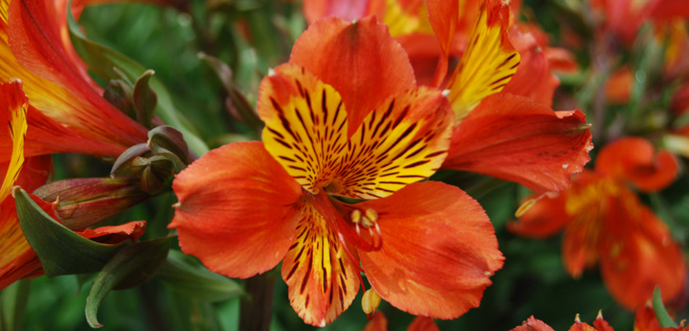 Growing & Cutting Alstroemeria Flowers