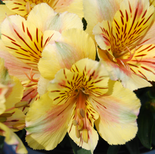 Princess Sara Alstroemeria