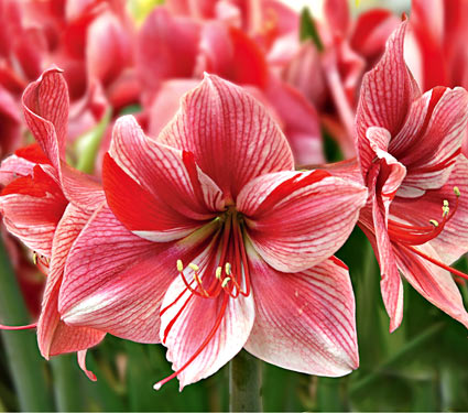 Amaryllis  Costa Farms
