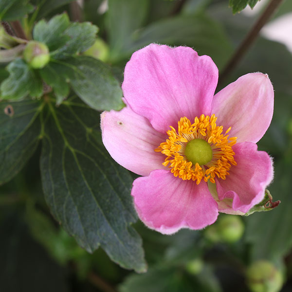 Pretty Lady Diana Japanese Anemone