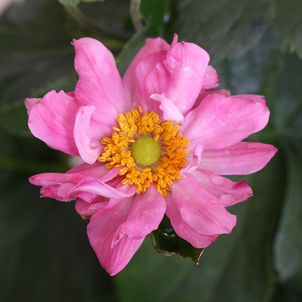 Pretty Lady Emily Japanese Anemone