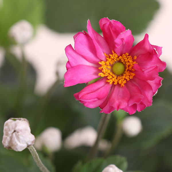 Pretty Lady Julia Japanese Anemone